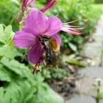 Ackerhummel Königin