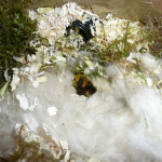 Baumhummel Nest