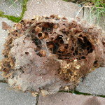 Baumhummel Nest
