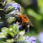 Baumhummel