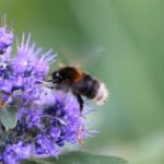 Baumhummel Königin