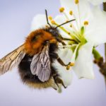 Bedeutung der Hummeln baumhummel
