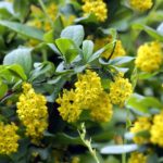Pflanzen für Hummeln und Wildbienen