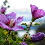 Pflanzen für Hummeln und Wildbienen