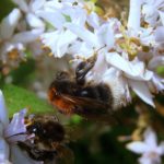 Pflanzen für Hummeln und Wildbienen