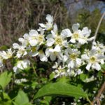 Pflanzen für Hummeln und Wildbienen
