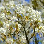 Pflanzen für Hummeln und Wildbienen