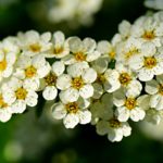 Pflanzen für Hummeln und Wildbienen