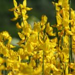 Pflanzen für Hummeln und Wildbienen
