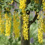 Pflanzen für Hummeln und Wildbienen