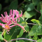 Pflanzen für Hummeln und Wildbienen