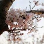 Pflanzen für Hummeln und Wildbienen