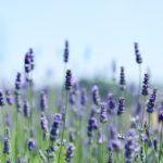 lavendel-trachtpflanze