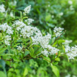 Pflanzen für Hummeln und Wildbienen