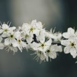 Pflanzen für Hummeln und Wildbienen