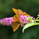 Pflanzen für Hummeln und Wildbienen