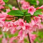 Pflanzen für Hummeln und Wildbienen