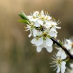Pflanzen für Hummeln und Wildbienen