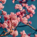 Pflanzen für Hummeln und Wildbienen