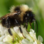 Bärtige Kuckuckshummel (Bombus barbutellus) baertige