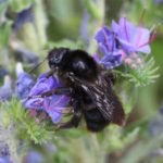 Felsen-Kuckuckshummel (Psithyrus rupestris) felsenkuckuckshummel
