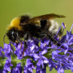Norwegische Kuckuckshummel (Bombus norvegicus) norwegische-kuckuckshummel