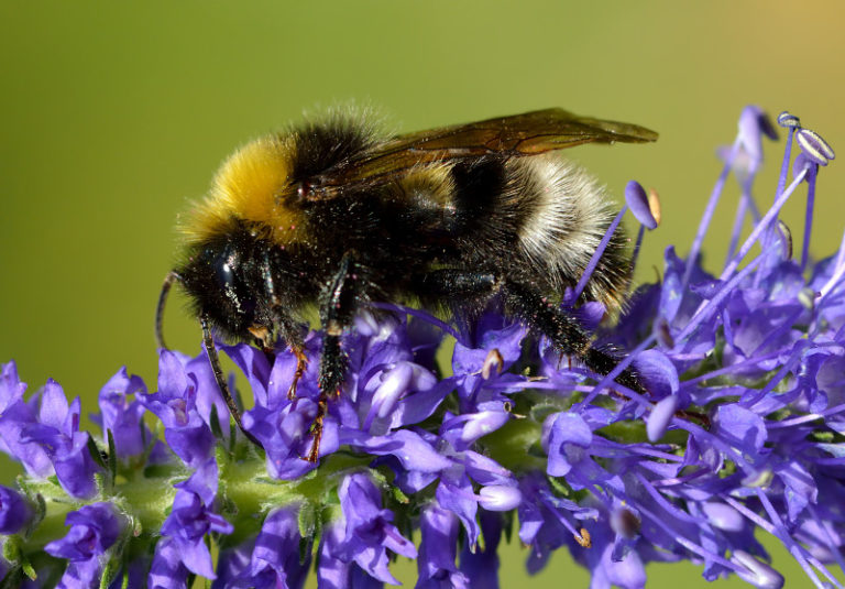 Norwegische Kuckuckshummel (Bombus norvegicus)