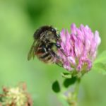 Polsterwolle und Kapok als Nistmaterial für Hummeln veränderliche hummel