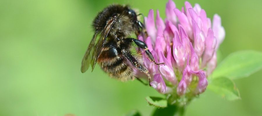 veränderliche hummel