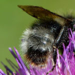 Wald-Kuckuckshummel (Bombus sylvestris) wald-bombus