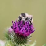 waldhummel