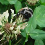 Bombus pyrosoma ist eine mittelgroße Hummel mit mittellanger Zunge.