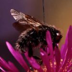 Bombus funebris