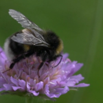Bombus sporadicus taigahummel.jpg