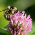 Sandhummel (Bombus veteranus) Sandhummel
