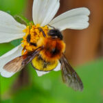 Bombus breviceps