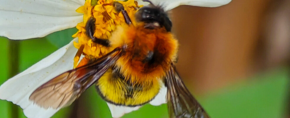 Bombus breviceps