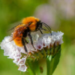 Bombus dahlbomii