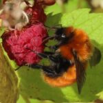 Bombus dahlbomii