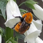 Bombus dahlbomii