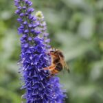 Bombus eximius