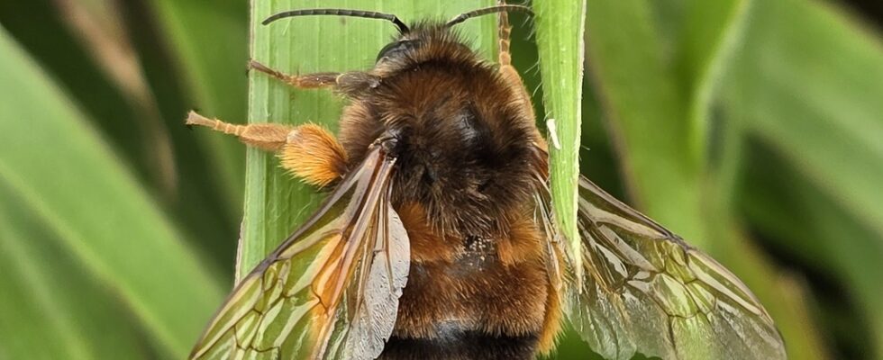 Bombus eximius