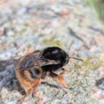 Bombus-terrestris-xanthopus