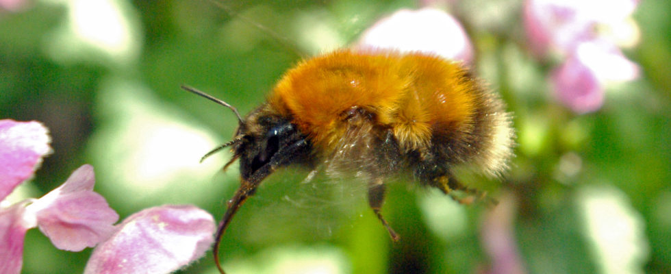 Bombus consobrinus