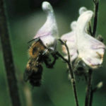 Bombus consobrinus