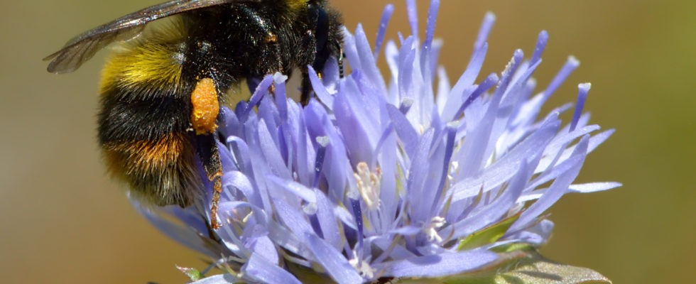 Bombus soroeensis