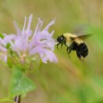 Bombus bimaculatus