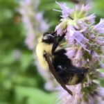 Bombus citrinus
