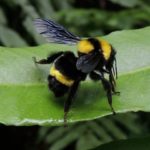 Bombus transversalis