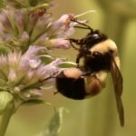 Bombus affinis